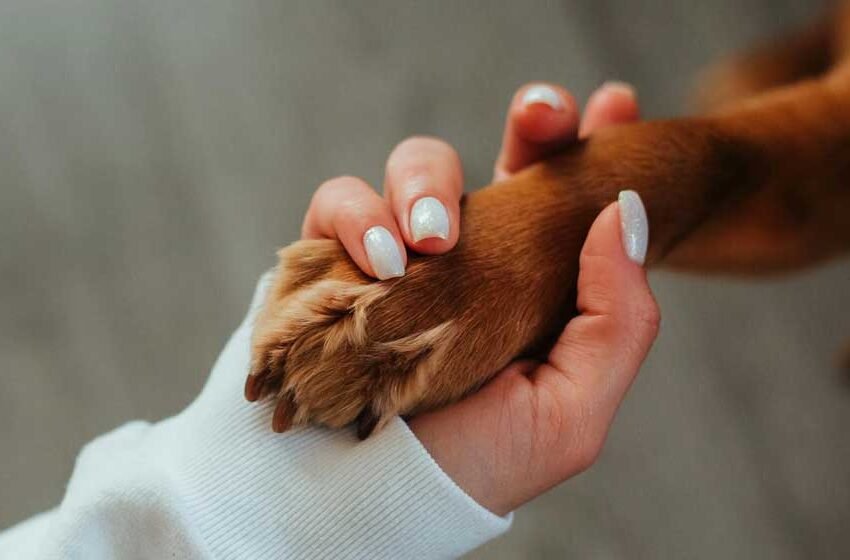 5 Tips for Being the Best Pet Parent