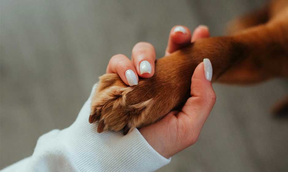 5 Tips for Being the Best Pet Parent