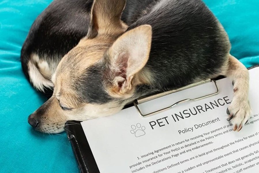 Safeguarding Your Pet Sitting Service with the Right Insurance