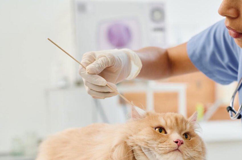 Here's What to Do When Your Pet Needs Urgent Care