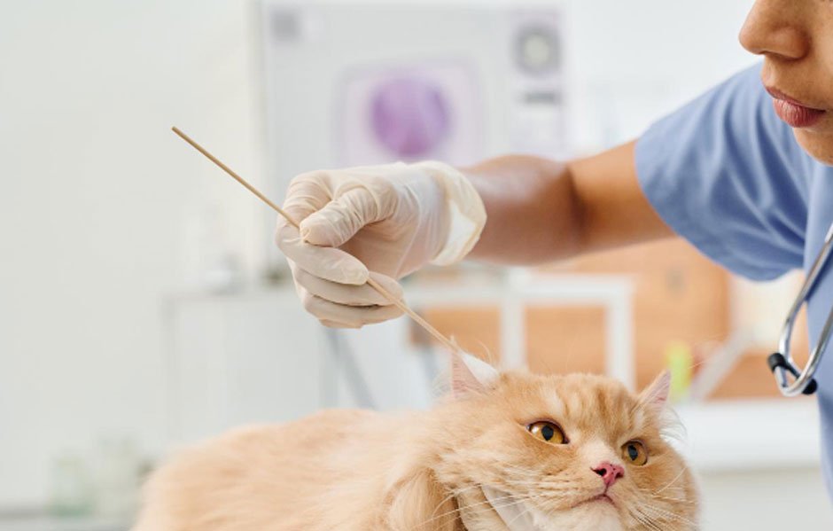Here's What to Do When Your Pet Needs Urgent Care