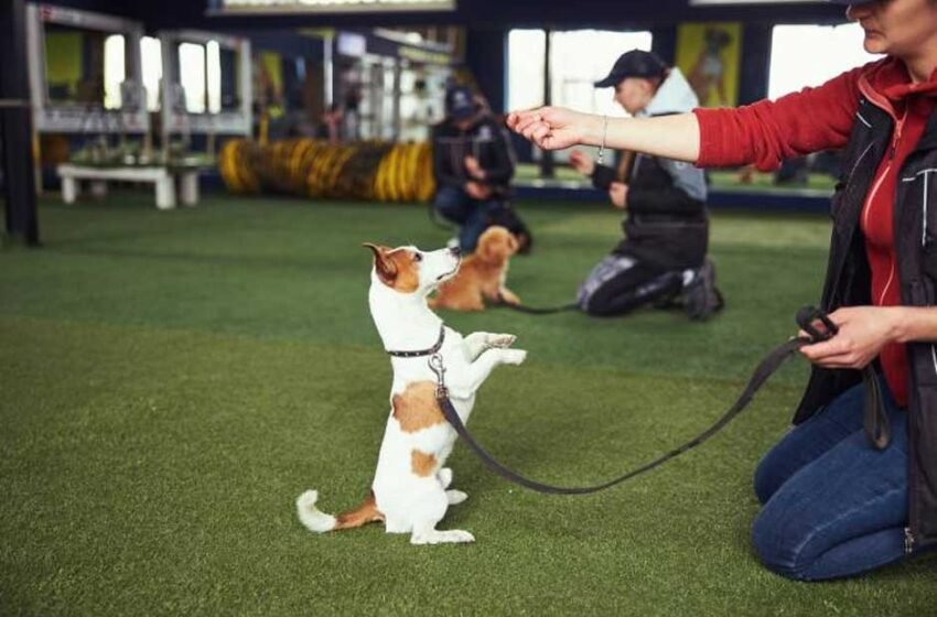 Why Training and First Aid Go Hand-in-Paw in Good Dog Care