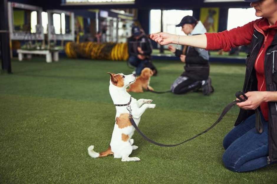 Why Training and First Aid Go Hand-in-Paw in Good Dog Care