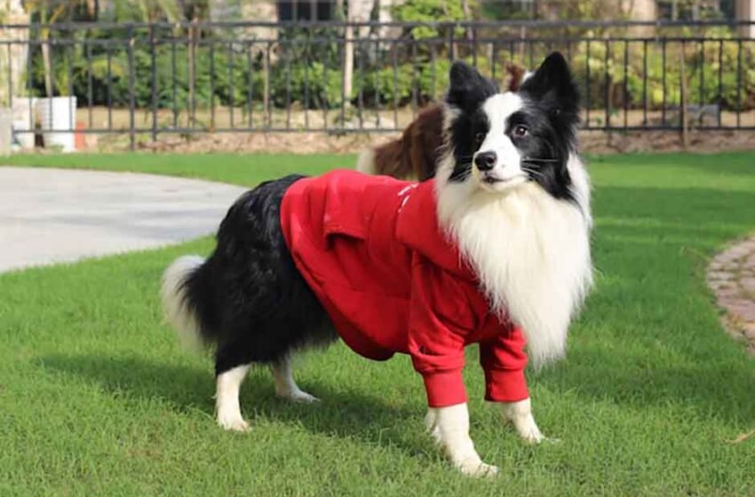 5 Health-Related Reasons Your Dog’s Coat Might Smell