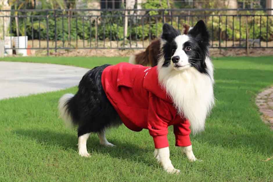 5 Health-Related Reasons Your Dog’s Coat Might Smell