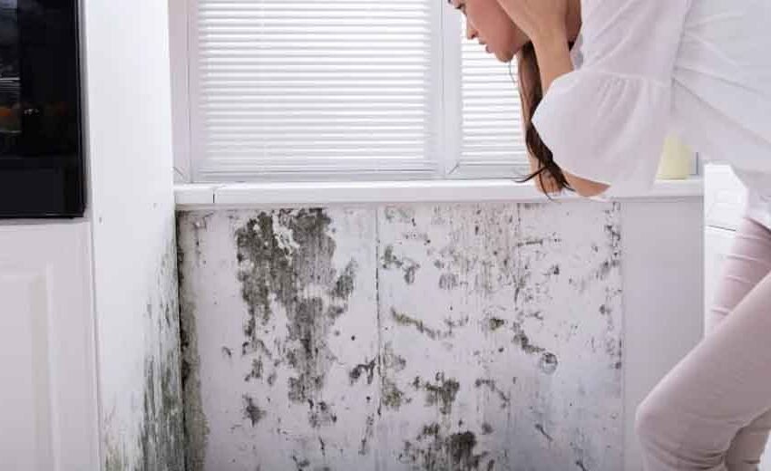  How to Prevent and Remove Mould in Humid Rental Homes