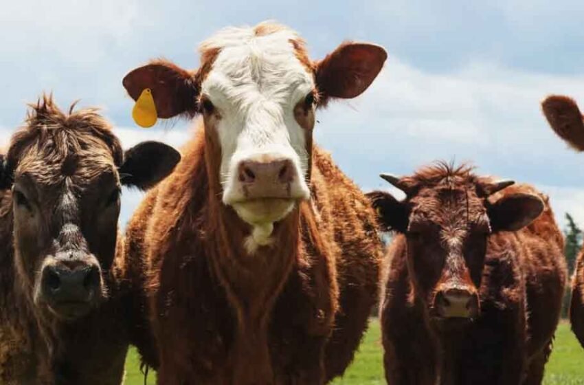 Avoiding-Common-Feeding-Mistakes-in-Livestock-Management
